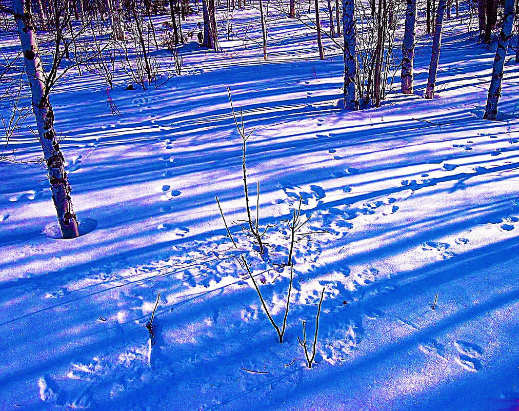 Февраль...Заячья поляна в тайге! - Владимир 