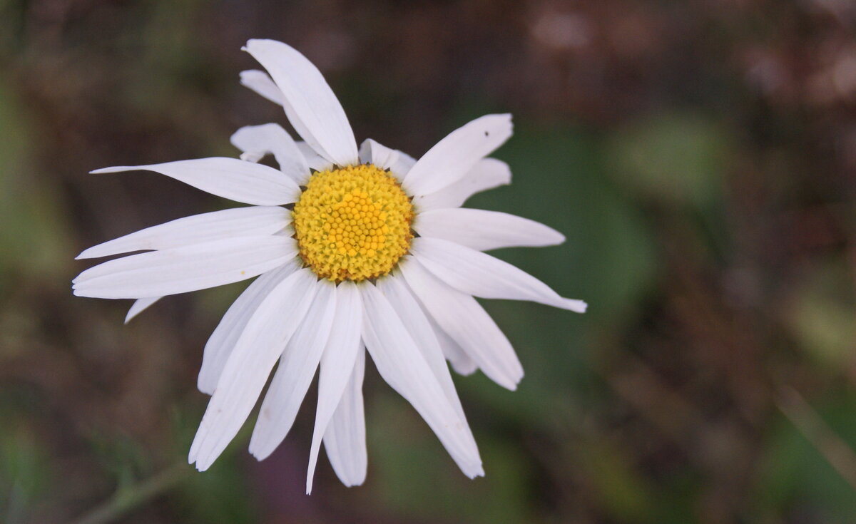 Ромашка сентября. - сергей ермошкин