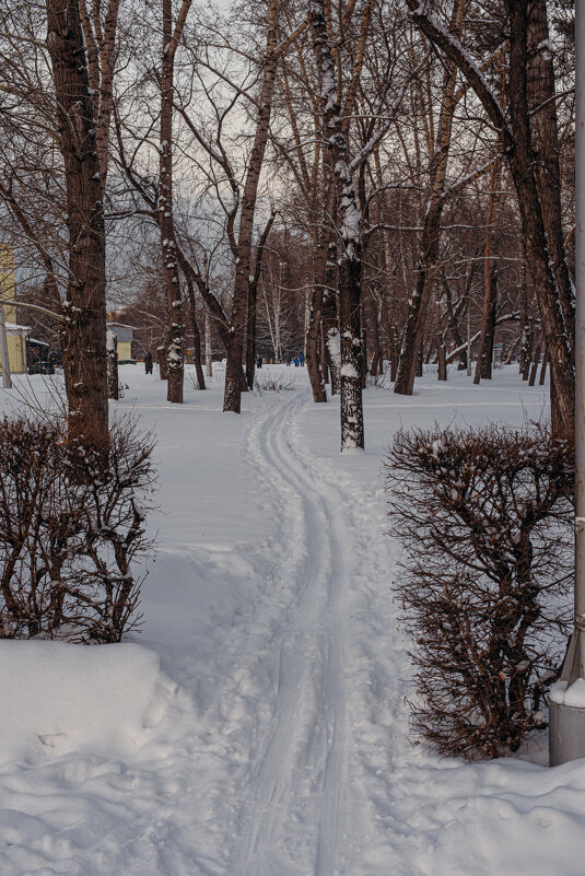 Лыжня. - Михаил Соколов