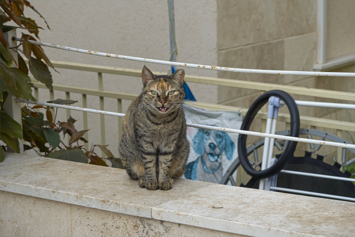 Из жизни кошек Израиль 2025г - ujgcvbif 