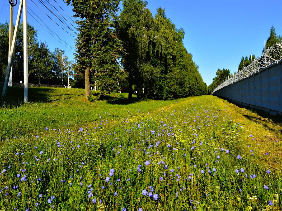 Чебоксары. Цветут васильки вдоль улицы Первой Привосточной. - Пётр Чернега