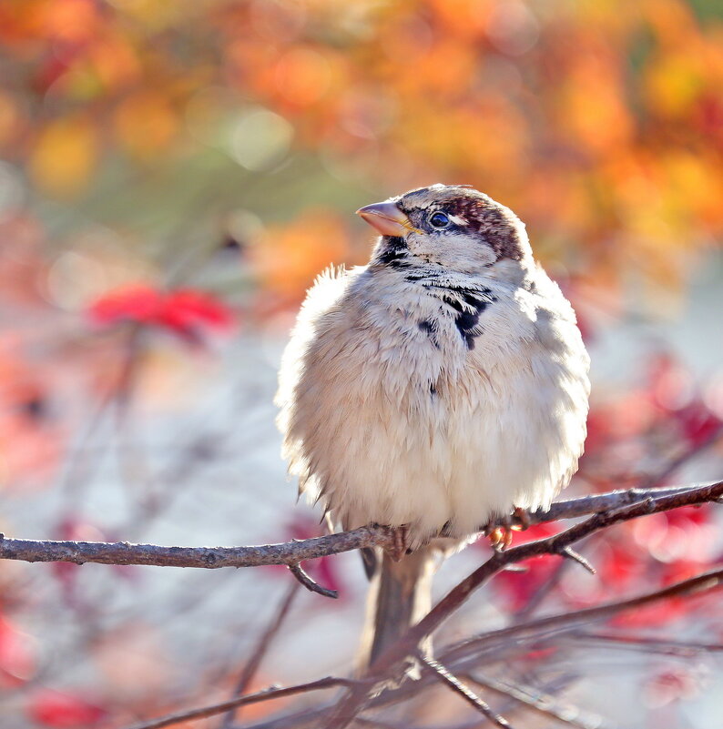 Октябрь - Михаил Бибичков