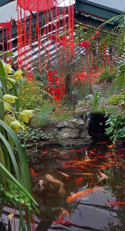 рыбки в Аптекарском огороде - ИРЭН@ . рыбки в Аптекарском огороде - ИРЭН@ .