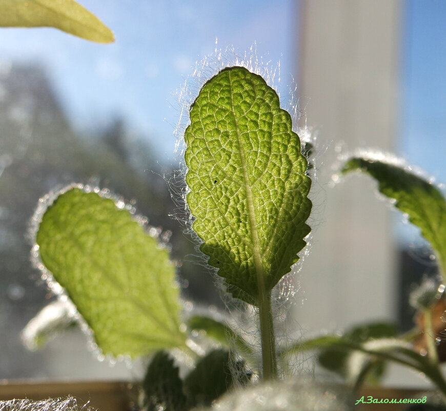 О плантациях на подоконнике... - Андрей Заломленков