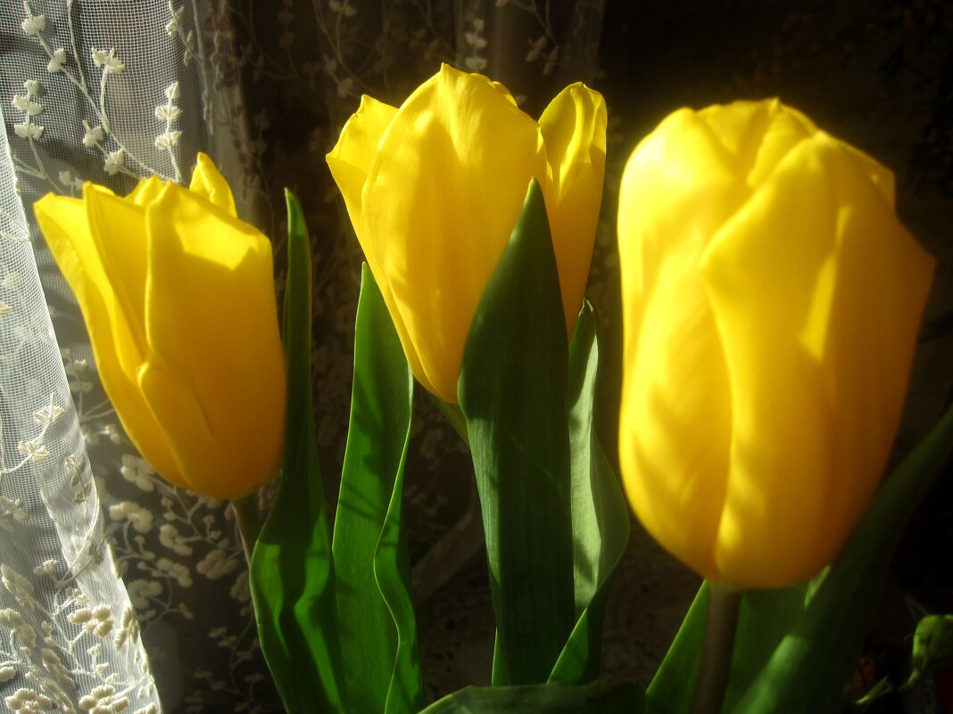 Солнечные - Елена Семигина