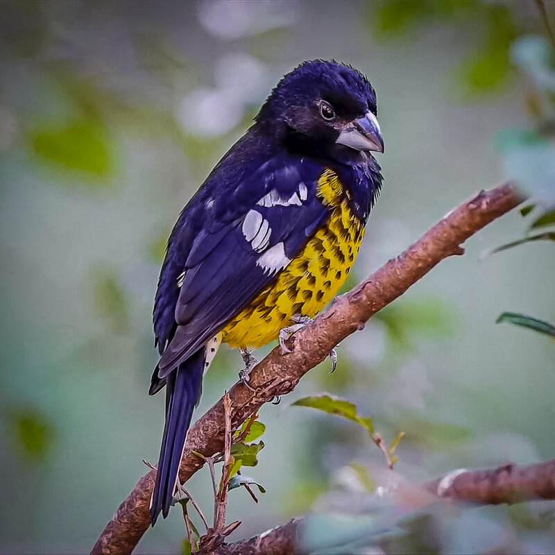 Арчовый дубонос - Aleksey Afonin