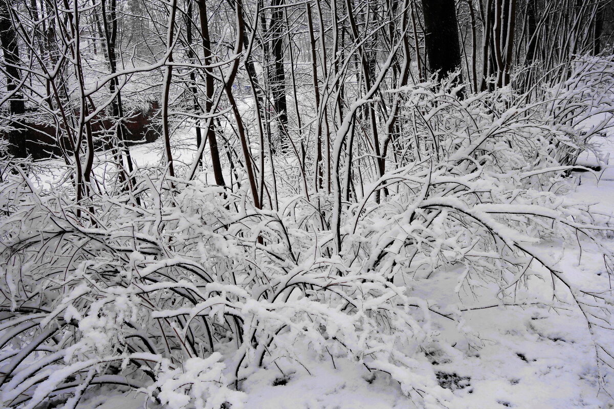 Картинки снежной зимы - Рита Симонова Картинки снежной зимы - Рита Симонова
