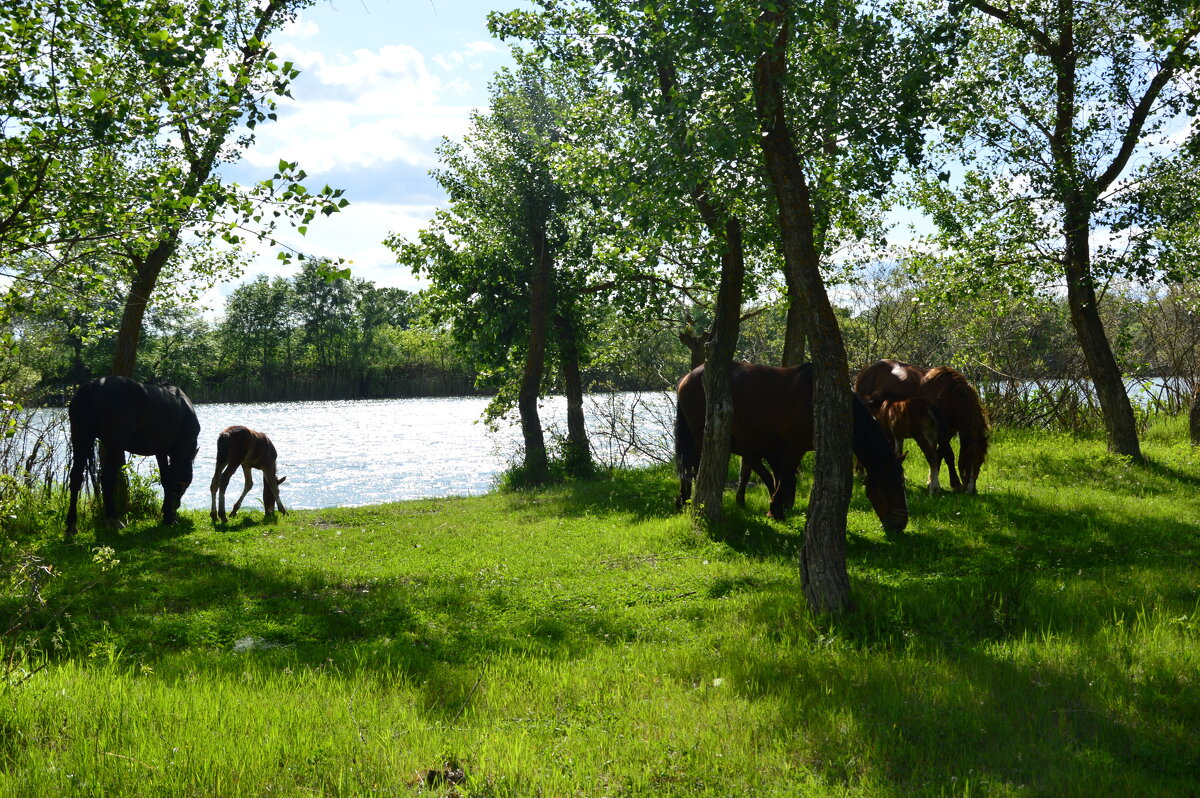 Донские зарисовки. - Виктор Донские зарисовки. - Виктор