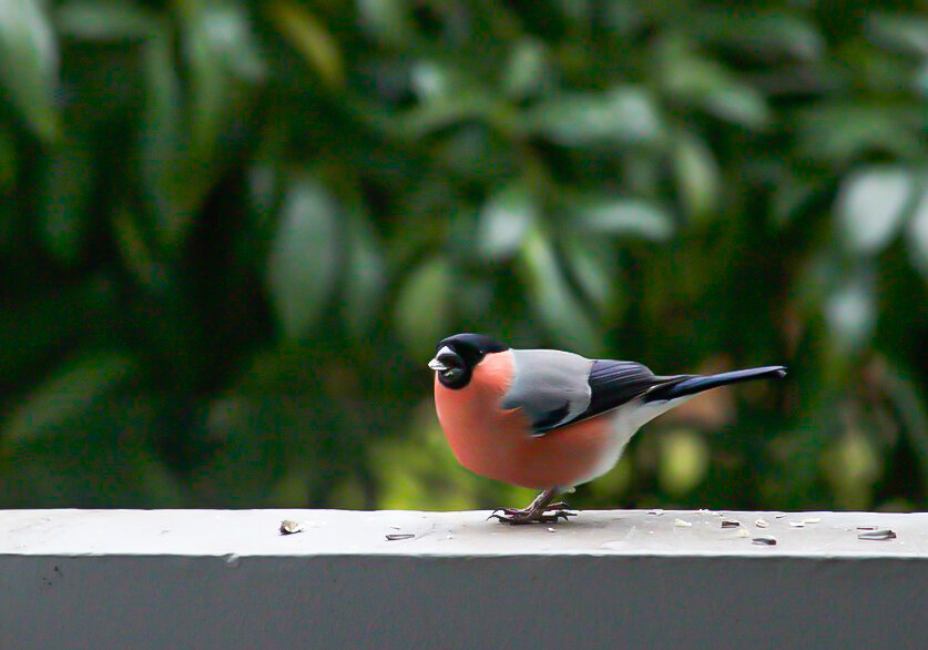 Снегирь. - Lucy Schneider 