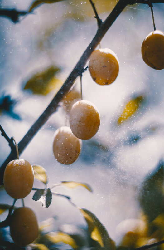 Керченская алыча. - Анатолий Щербак