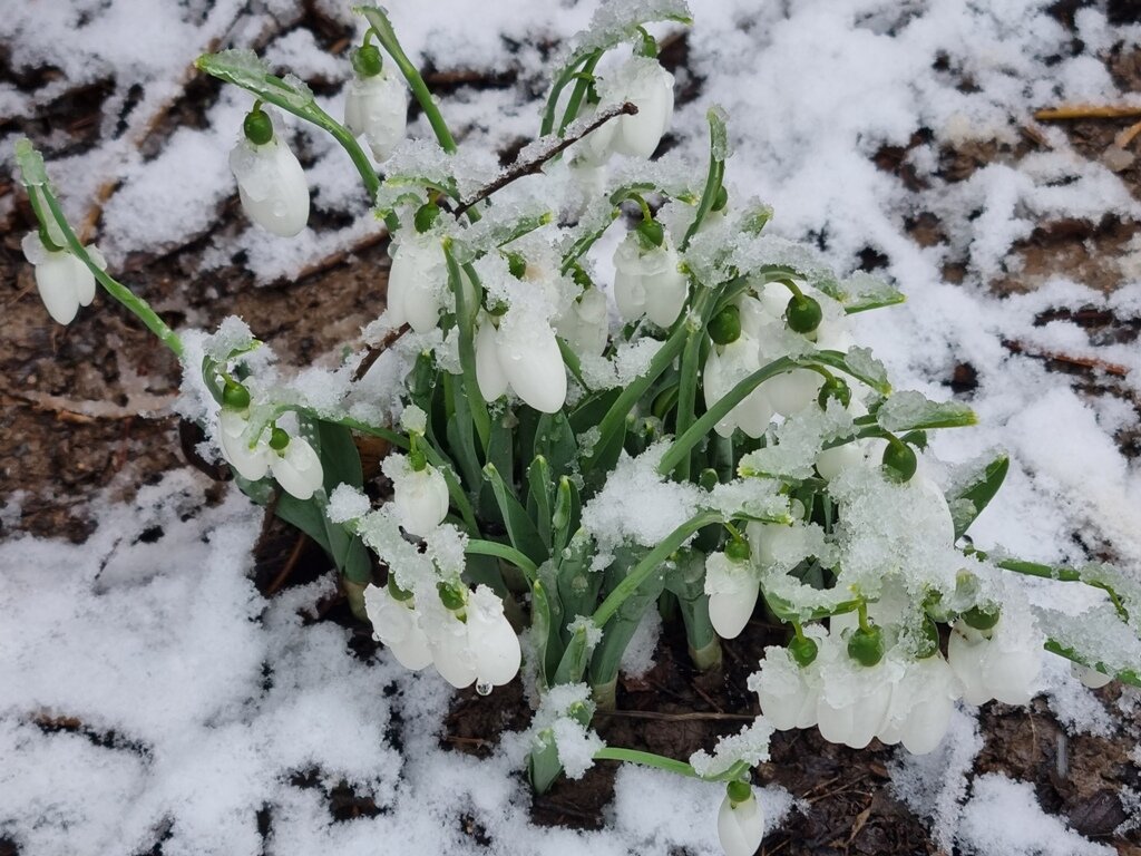 В снегу - Наталья В снегу - Наталья