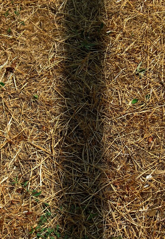 . - Александр Хоменко