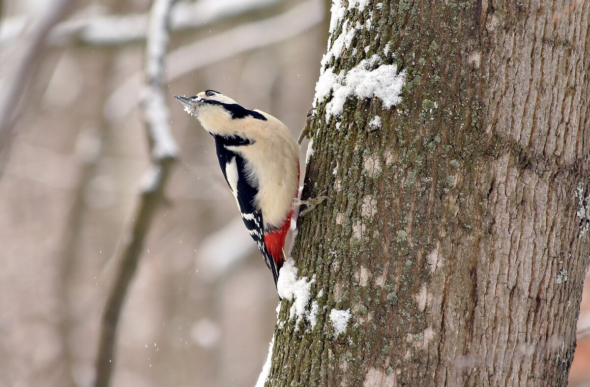 бпд - Алексей . бпд - Алексей .