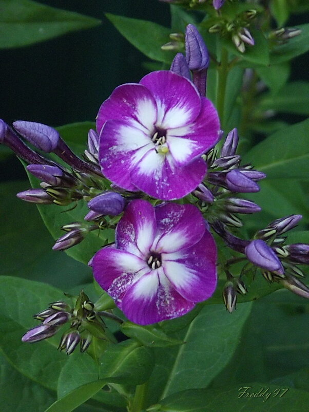 Флоксы - Freddy 97 Флоксы - Freddy 97