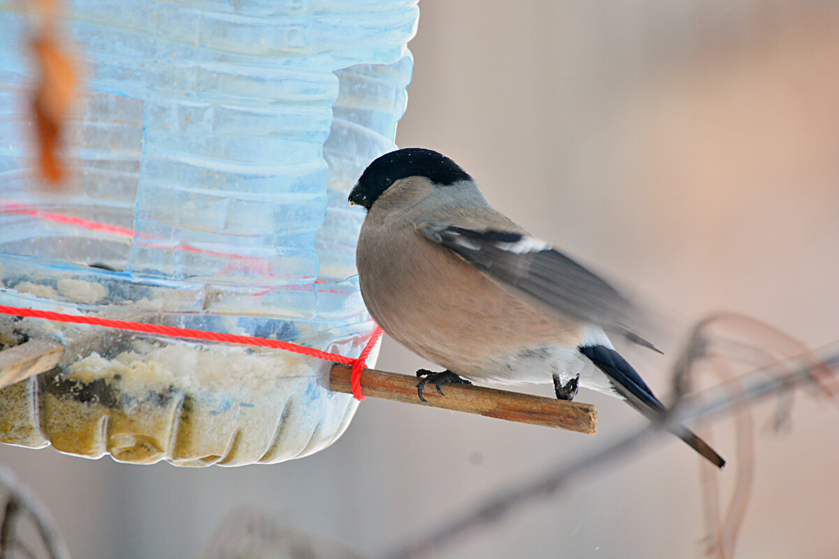 девочка снегирь с больной лапкой - леонид логинов девочка снегирь с больной лапкой - леонид логинов