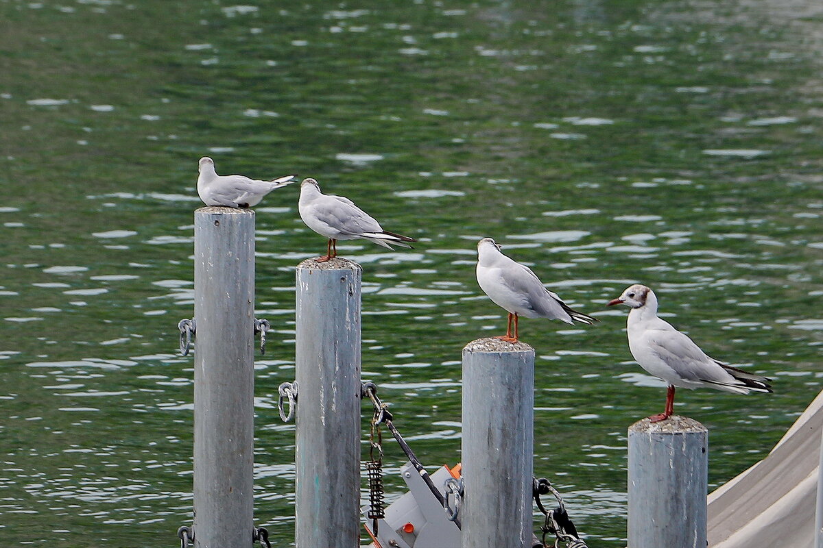 *** - Sergey Grim *** - Sergey Grim