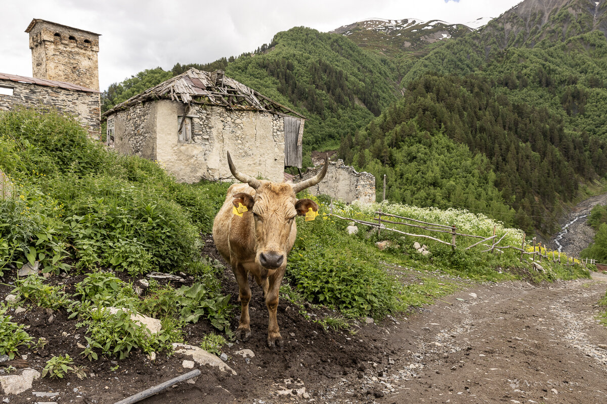 **** - Алексей Соловьев