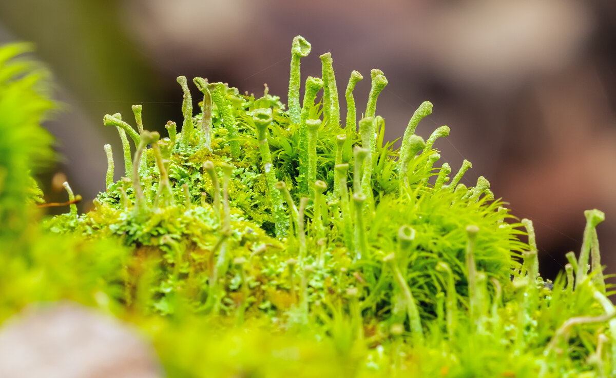 в зимнем лесу 2025 - Виталий Емельянов в зимнем лесу 2025 - Виталий Емельянов