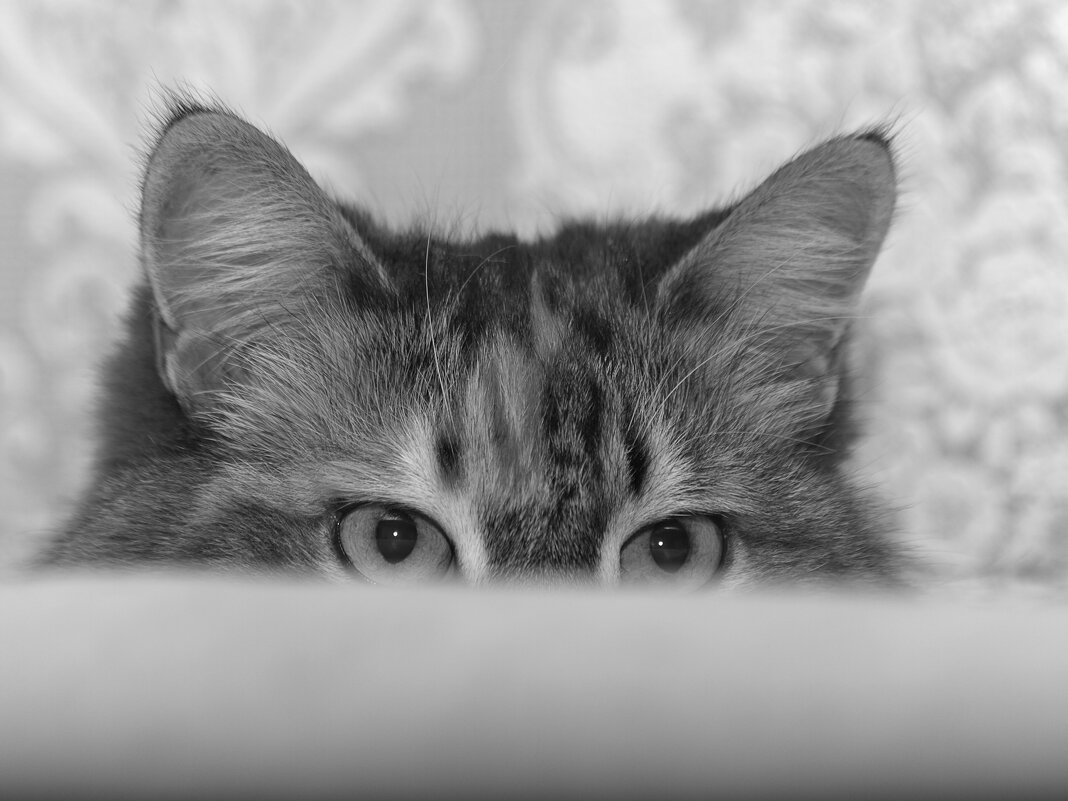 Я всё вижу. - Сергей Сергеев