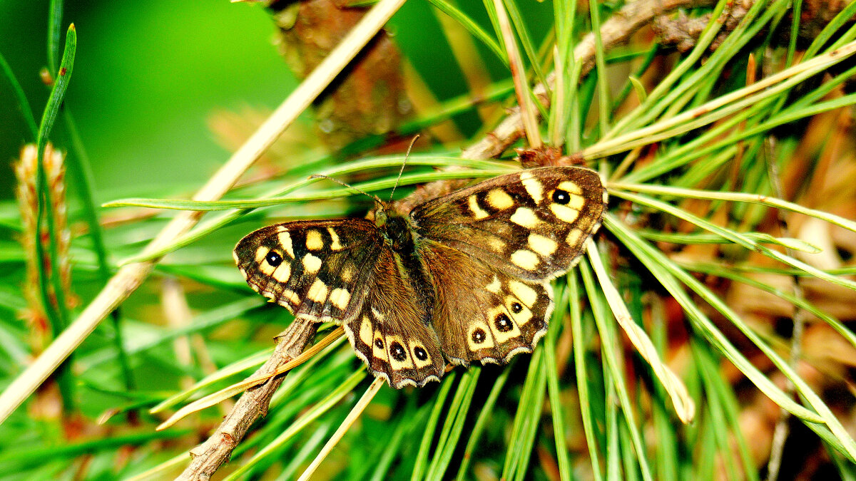 опять про бабочек 308 - Александр Прокудин опять про бабочек 308 - Александр Прокудин