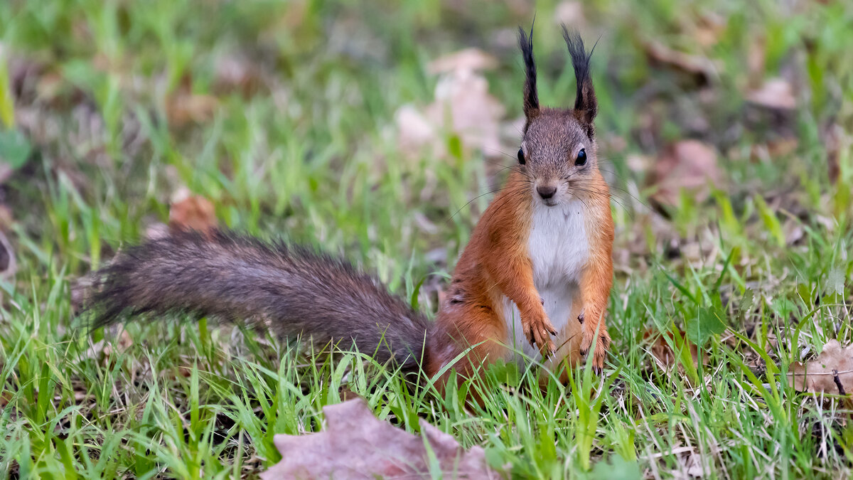 Белочки Петергофа - Владимир Лазарев Белочки Петергофа - Владимир Лазарев