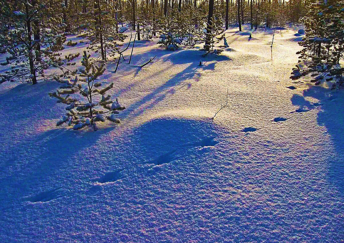 Январь...Белка проскакала в мороз! - Владимир 