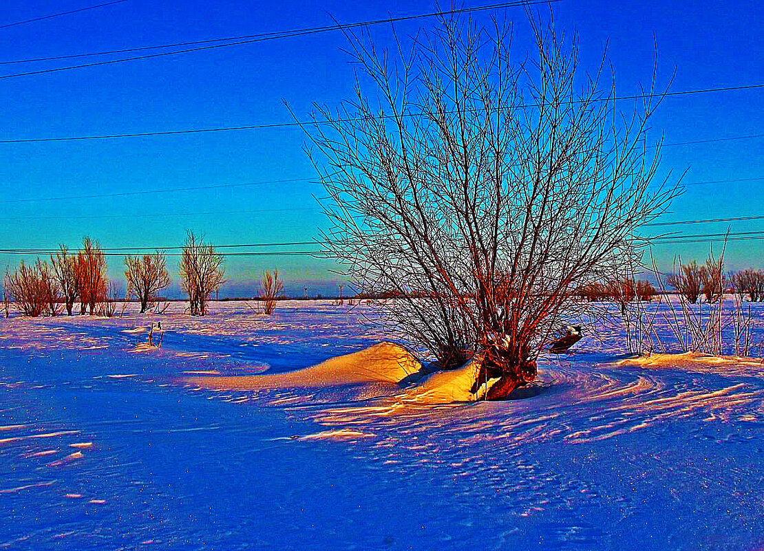 Январь...Тальник на всех ветрах! - Владимир Январь...Тальник на всех ветрах! - Владимир