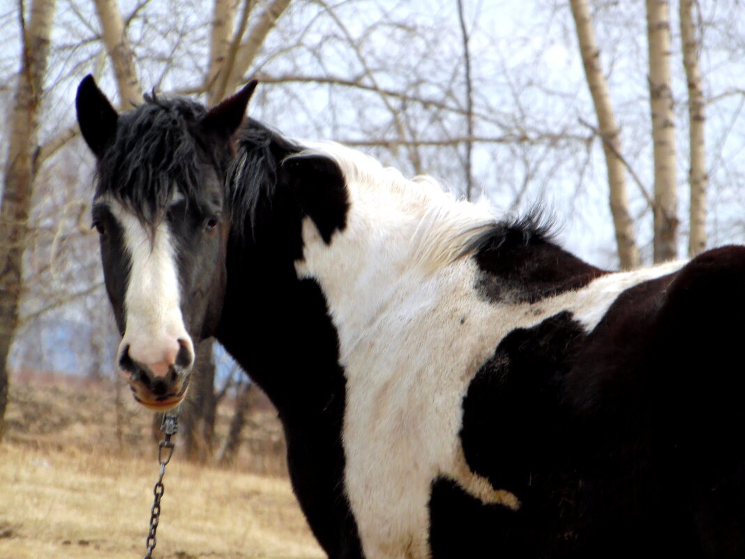 Оглянулась посмотреть,не оглянулась ли я ... - nadyasilyuk Вознюк