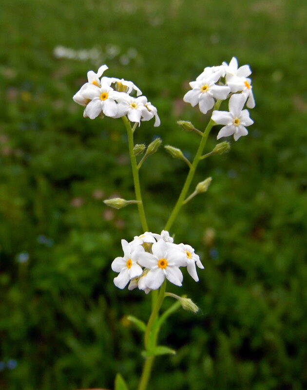 Белые незабудки. - nadyasilyuk Вознюк Белые незабудки. - nadyasilyuk Вознюк