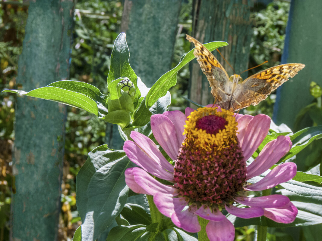 Ястребиный мотылёк - Валентин Семчишин