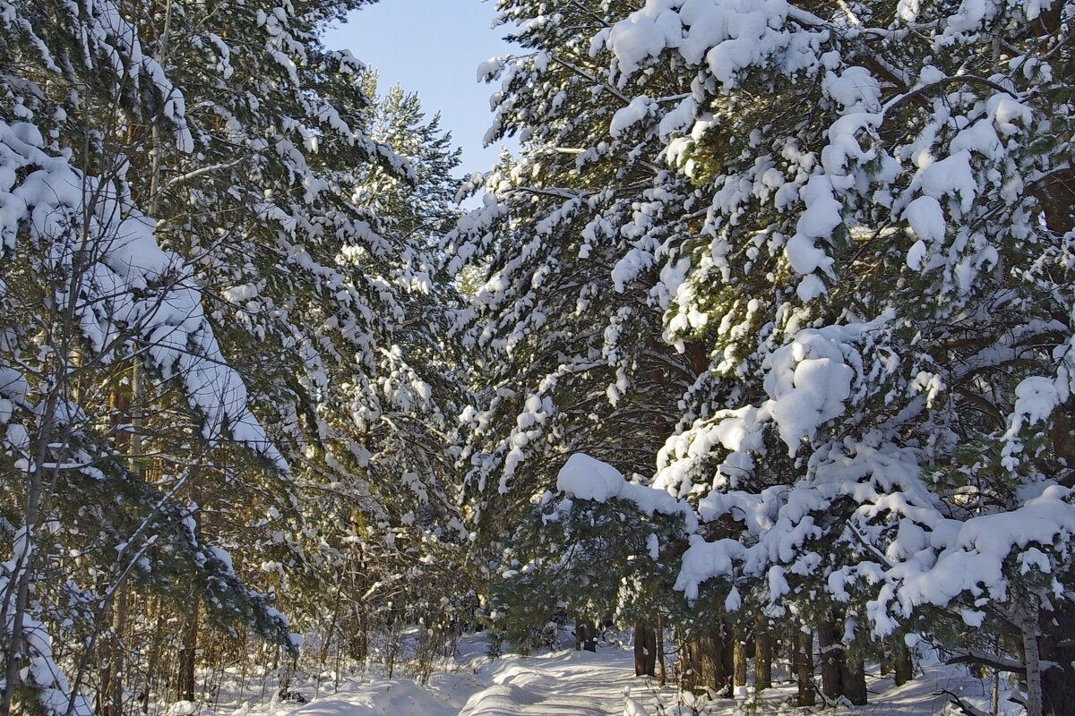 Зимний день в лесу - Сергей Швечков