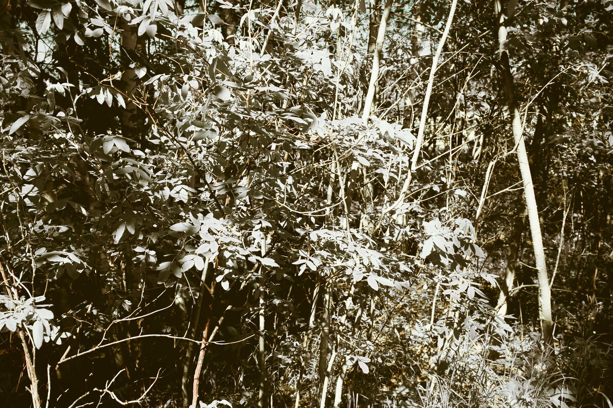 Название отсутствует - Денис Безногов Название отсутствует - Денис Безногов