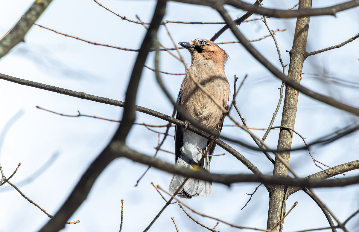 сойка - юрий макаров