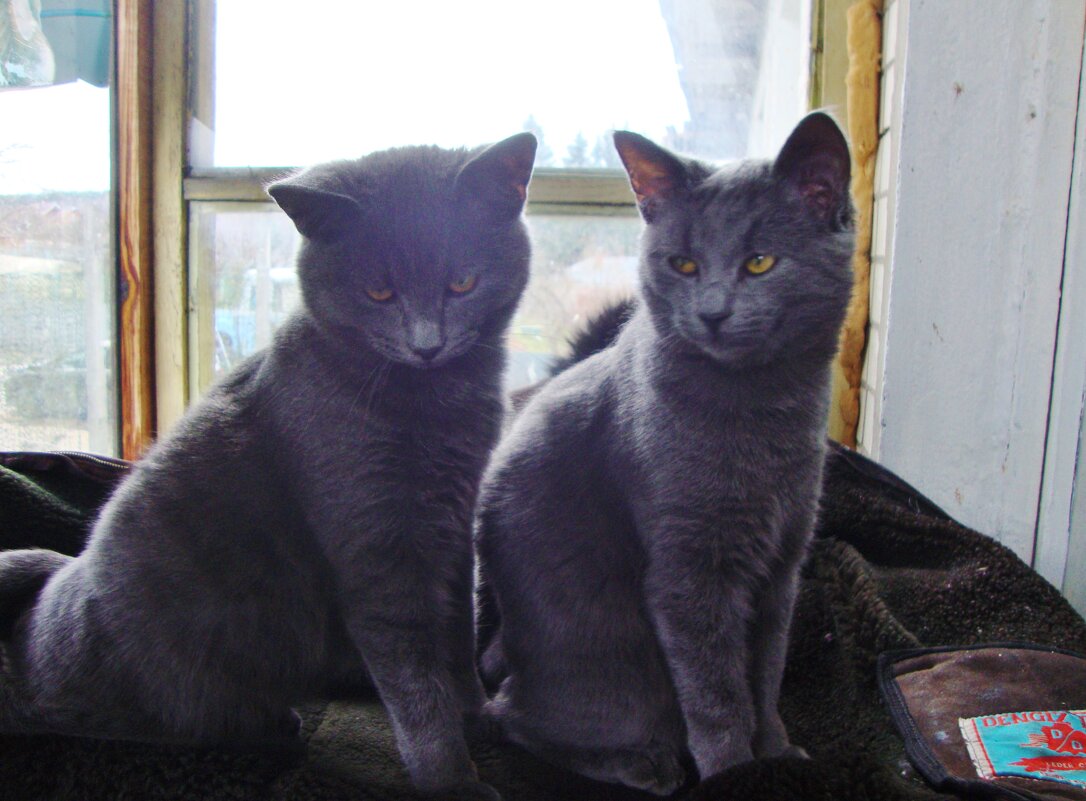 братки... - Галина Флора братки... - Галина Флора