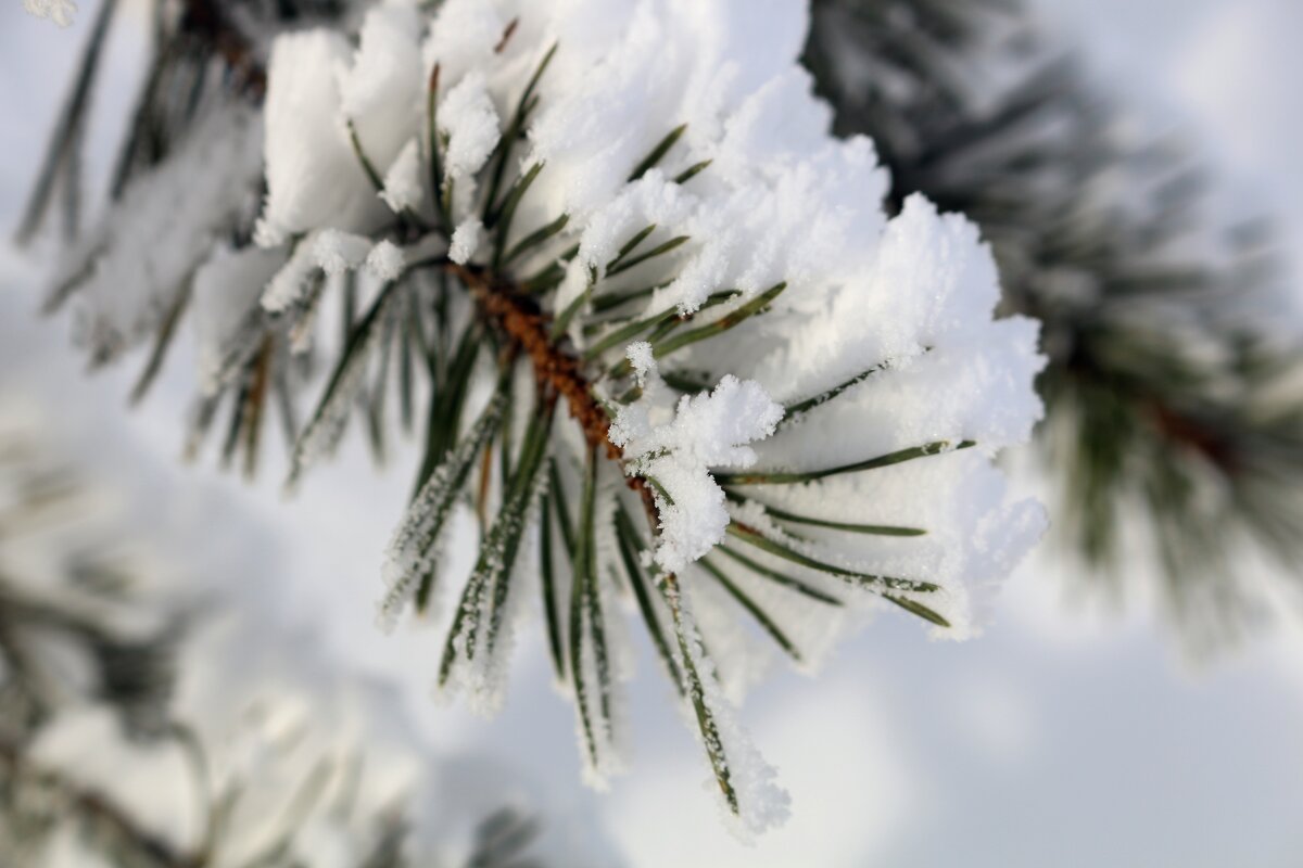 Примерка шубки - Ольга Примерка шубки - Ольга
