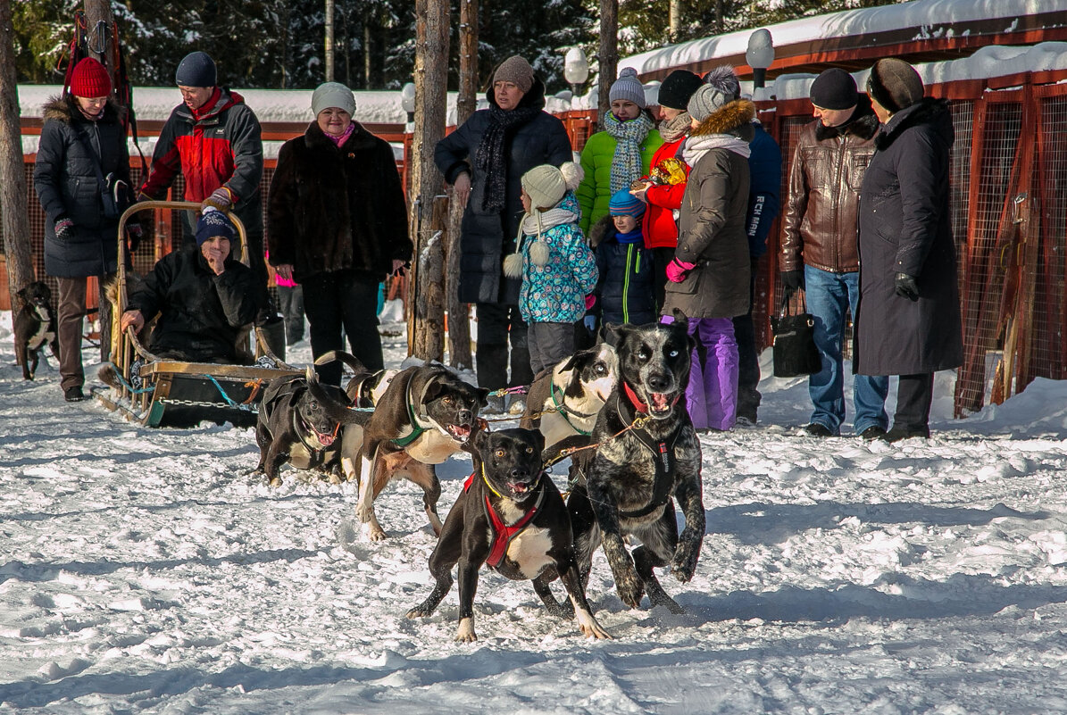 Упряжка - Александр Силинский Упряжка - Александр Силинский