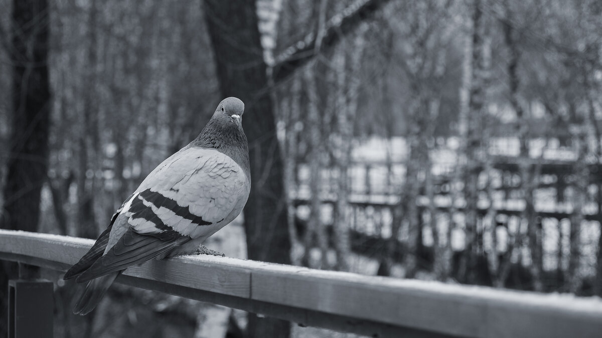 Птиц - юрий поляков