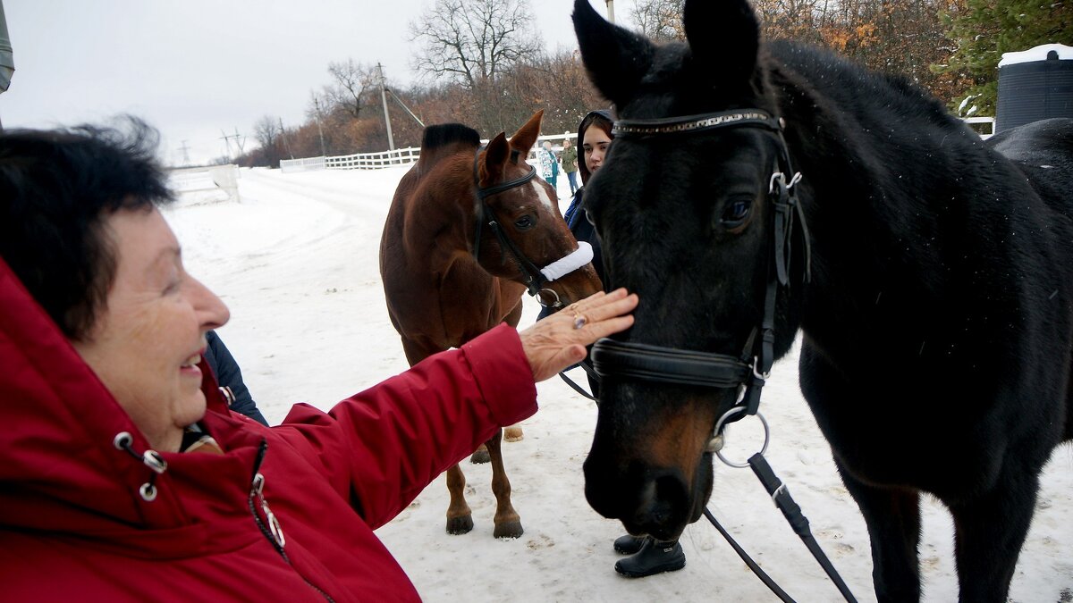 На конюшне - Вячеслав Макшанов