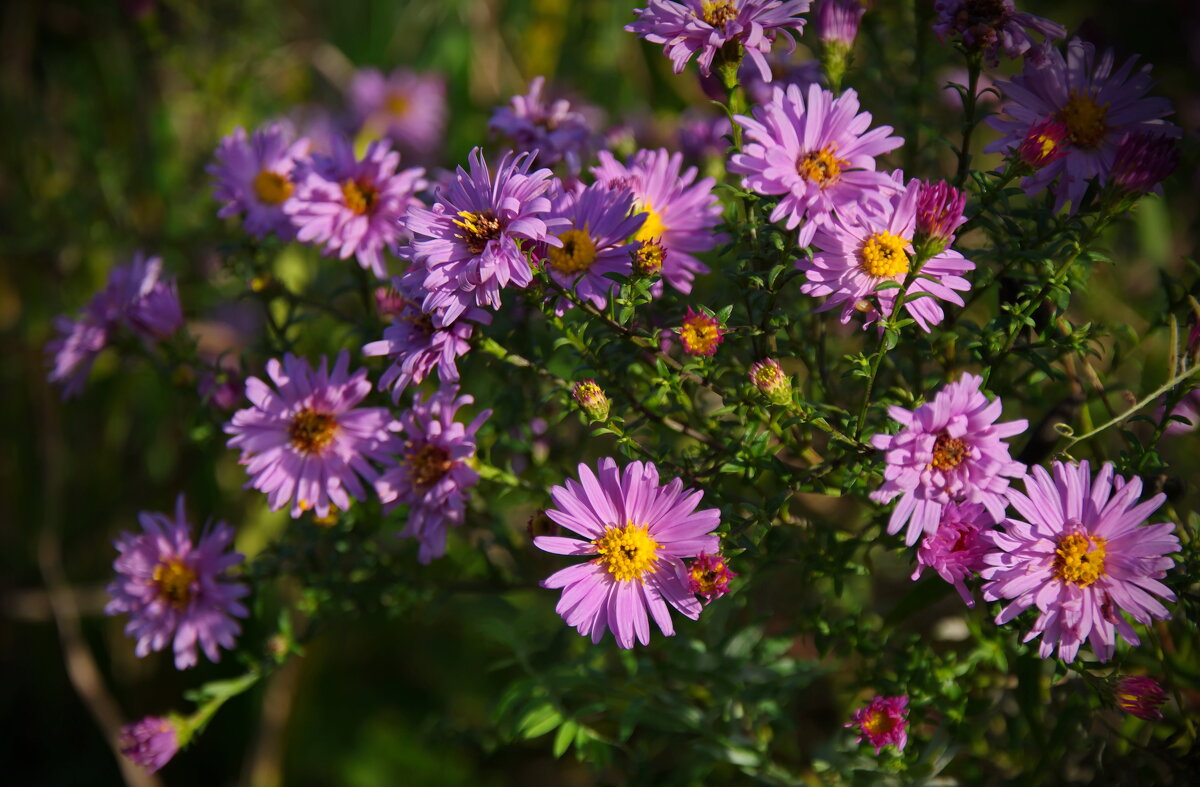 Цветы в октябре - lady v.ekaterina Цветы в октябре - lady v.ekaterina