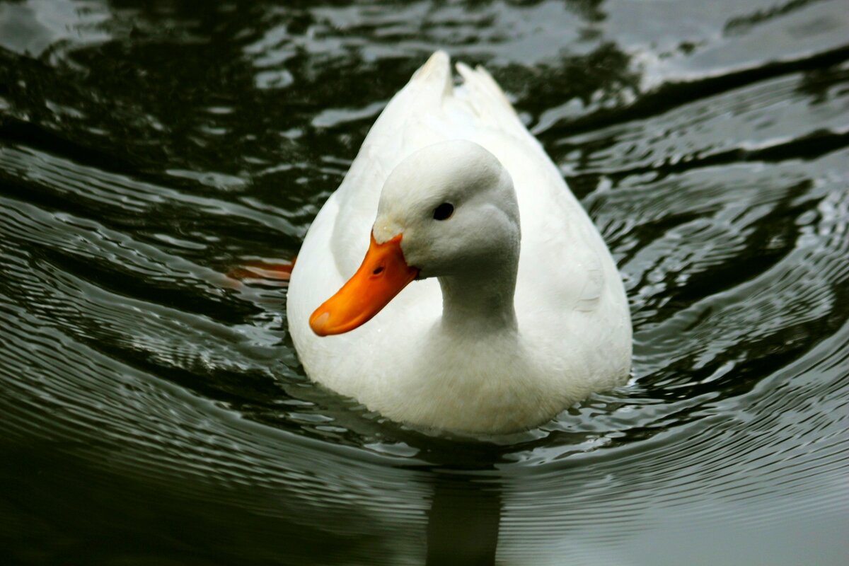 Про уточку - Юрий. Шмаков Про уточку - Юрий. Шмаков