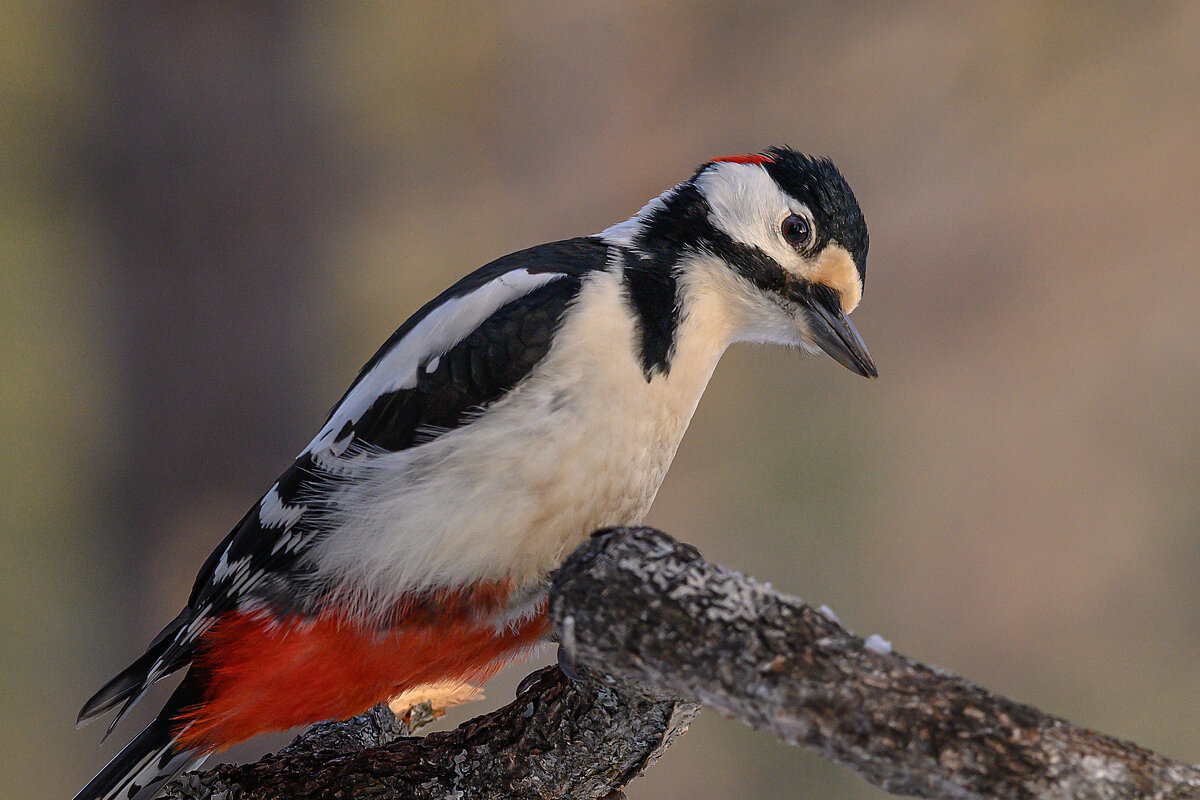 *** - Дмитрий *** - Дмитрий