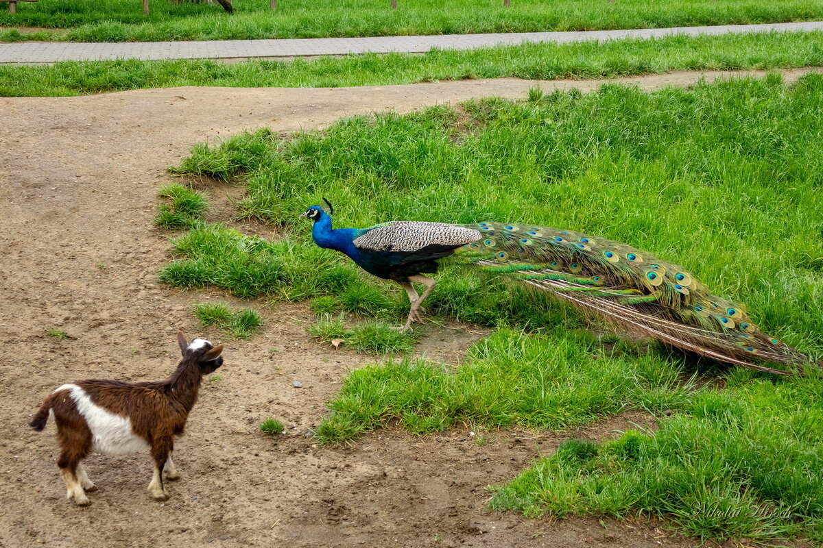 А поговорить... - Николай Гирш А поговорить... - Николай Гирш