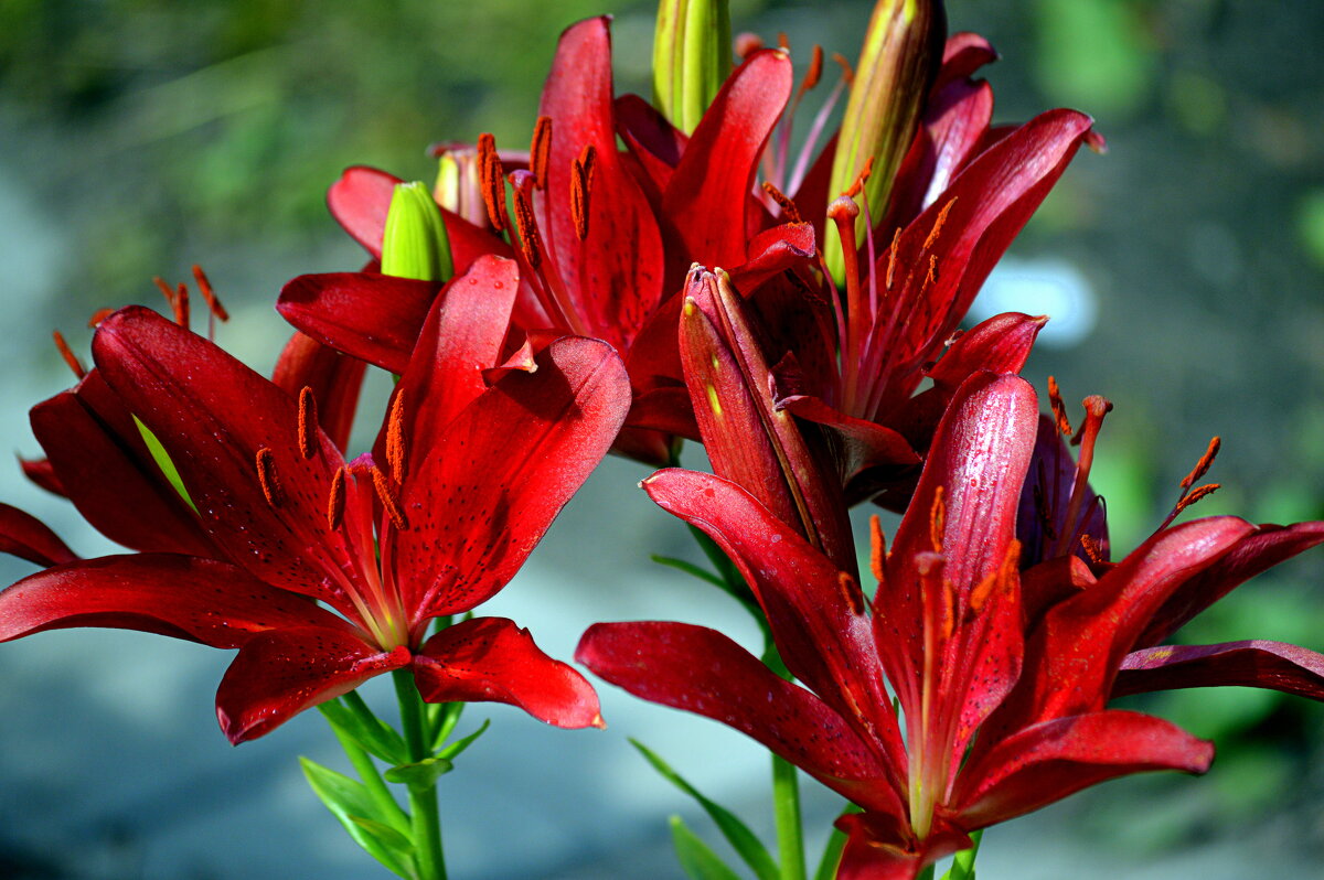 Вспоминается лето - Татьяна Лютаева Вспоминается лето - Татьяна Лютаева