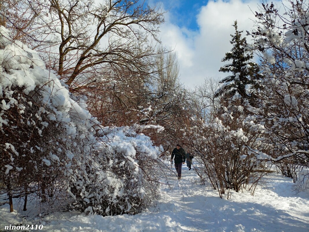 Зима в Ростове-на-Дону - Нина Бутко Зима в Ростове-на-Дону - Нина Бутко