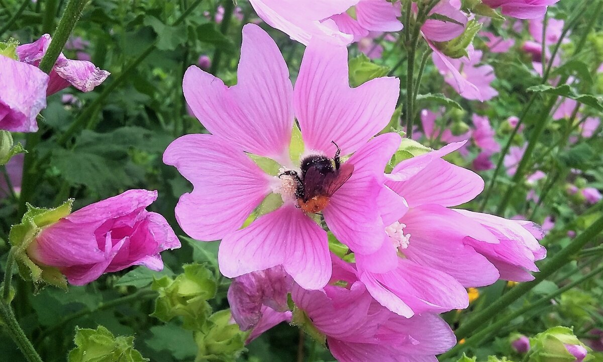 ***увлеклась...*** - Olga Oskolkova ***увлеклась...*** - Olga Oskolkova