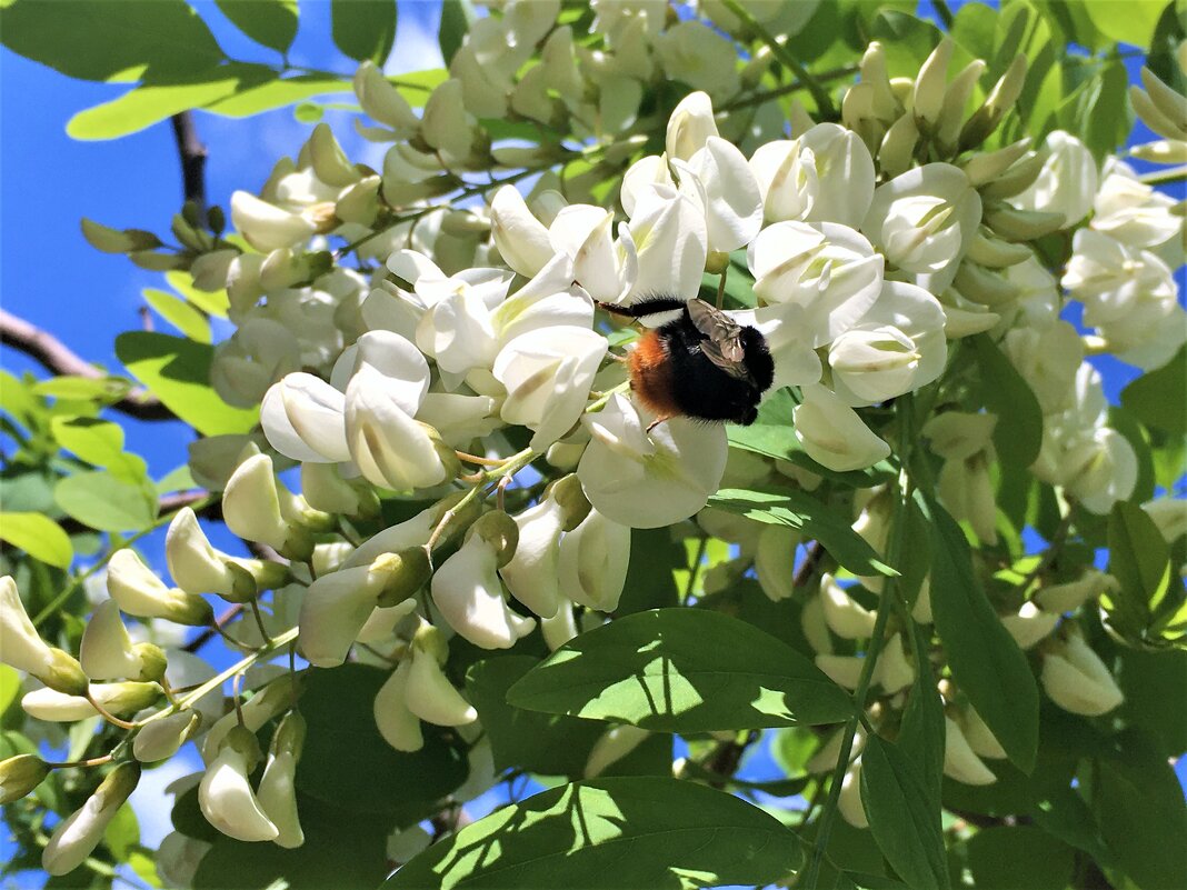 ***шмель на сирени*** - Olga Oskolkova