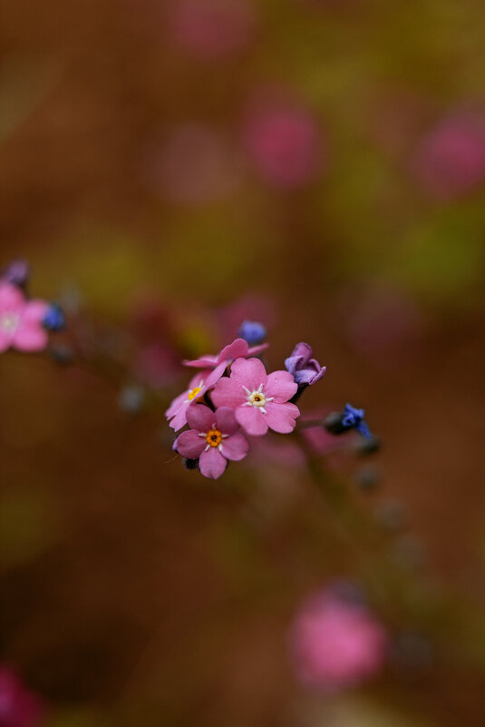 *** - Яна Горбунова