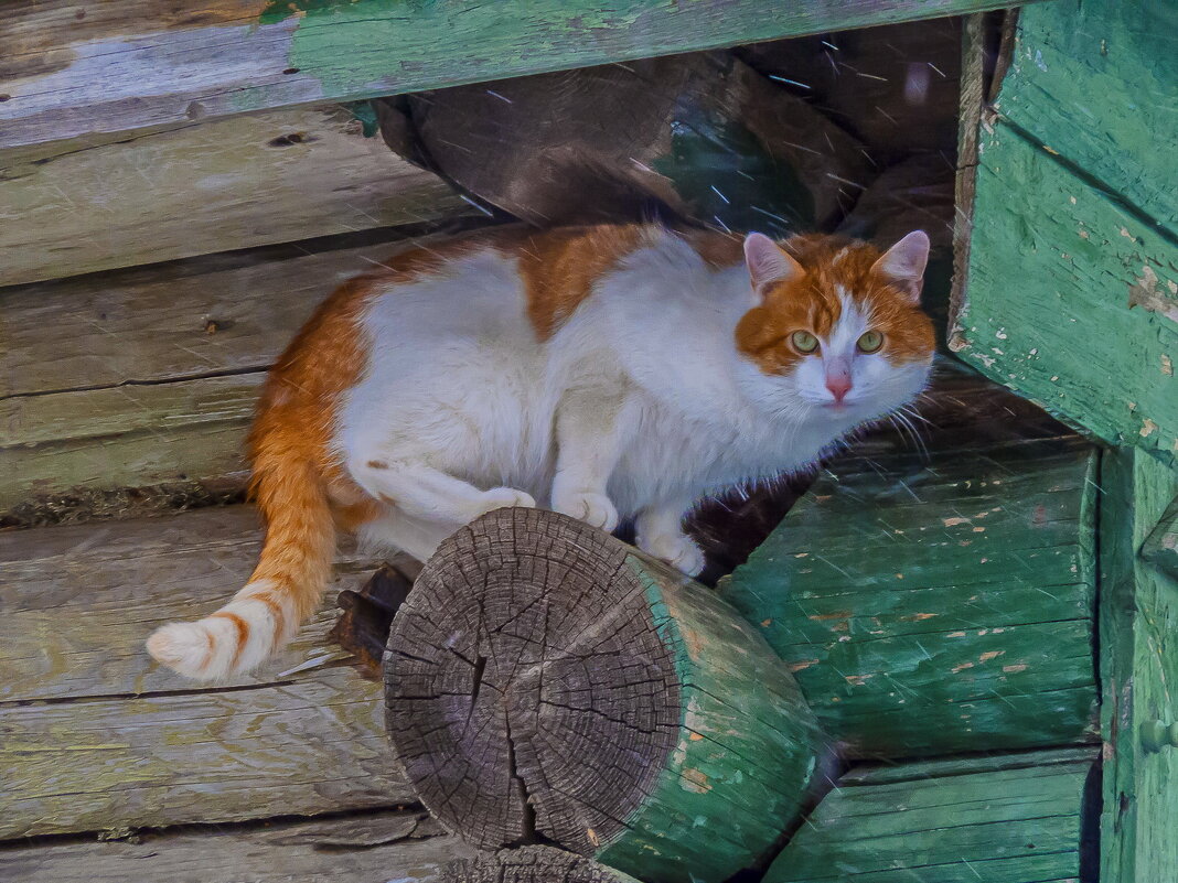 Метель - Наталья Rosenwasser Метель - Наталья Rosenwasser