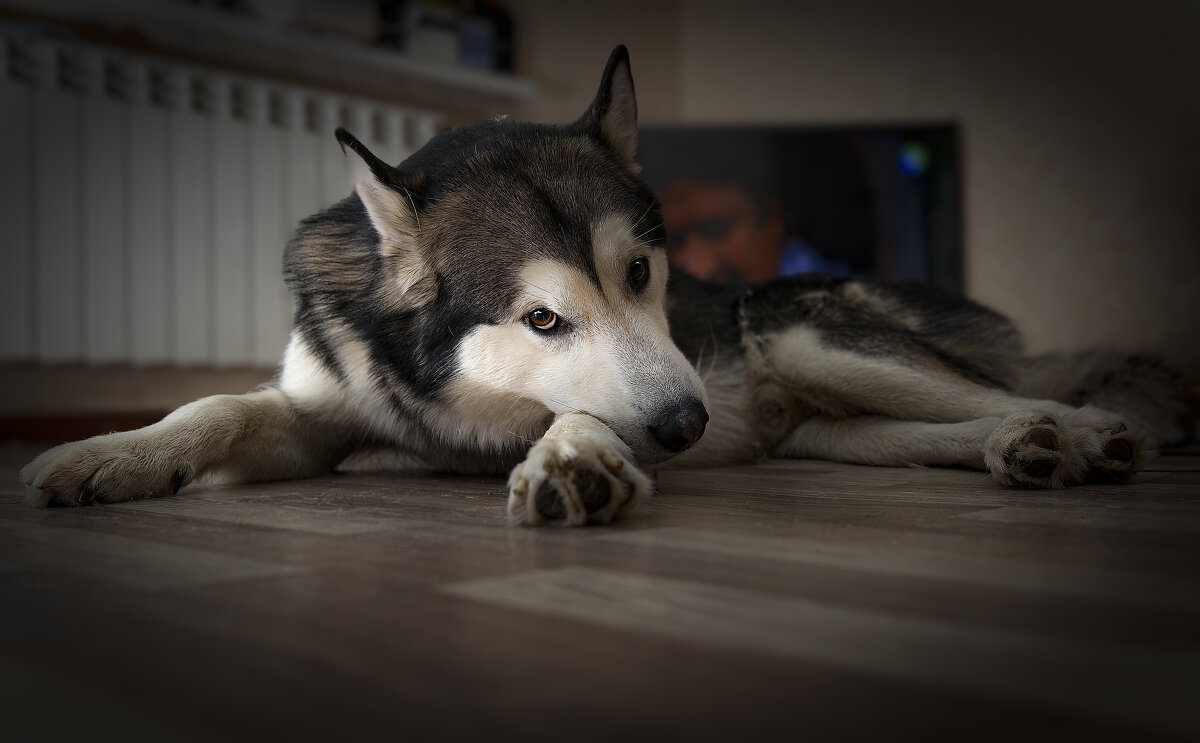 Ярик. - leff Postnov