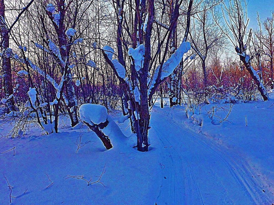 Февраль...Левобережье Юганской Оби. Смеркается! - Владимир Февраль...Левобережье Юганской Оби. Смеркается! - Владимир